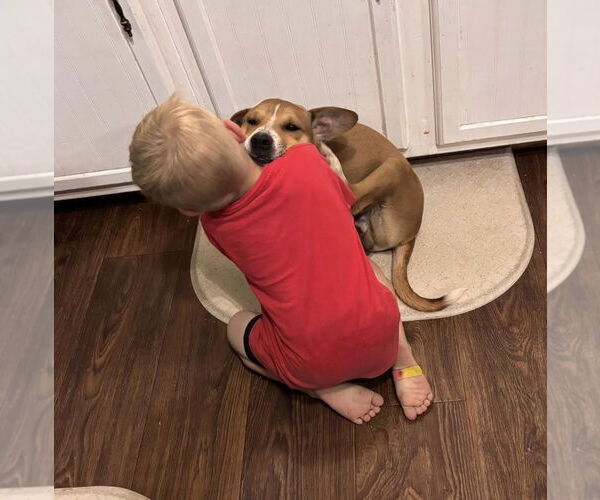 Medium Photo #4 Doxle Puppy For Sale in Oakhurst, NJ, USA