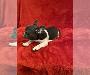 French Bulldog Puppy for sale in MOORESVILLE, NC, USA