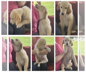 Golden Retriever Puppy for sale in DELAND, FL, USA