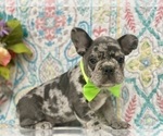 Small Photo #6 French Bulldog Puppy For Sale in OXFORD, PA, USA