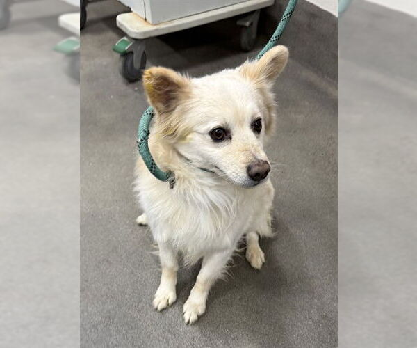 Medium Photo #1 Corgiranian Puppy For Sale in Forestville, MD, USA