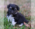 Small Photo #9 Havanese Puppy For Sale in THREE RIVERS, MI, USA