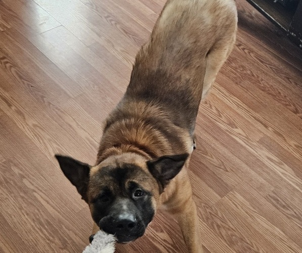 Medium Photo #1 Akita-German Shepherd Dog Mix Puppy For Sale in Harrowsmith, Ontario, Canada