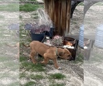 Small Photo #93 Rhodesian Ridgeback Puppy For Sale in MORONGO VALLEY, CA, USA