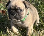 Puppy Maple French Bulldog