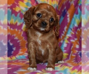 Cavalier King Charles Spaniel-Cavapoo Mix Puppy for sale in SUNBURY, PA, USA