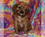 Small Photo #1 Cavalier King Charles Spaniel-Cavapoo Mix Puppy For Sale in SUNBURY, PA, USA