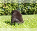 Small Photo #11 Chow Chow Puppy For Sale in NAPPANEE, IN, USA