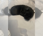 Small Photo #12 Labrador Retriever Puppy For Sale in SMITHFIELD, RI, USA