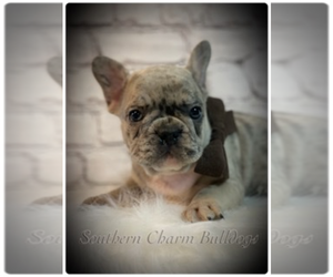 French Bulldog Puppy for sale in ADVANCE, NC, USA