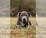 Small #3 American Staffordshire Terrier