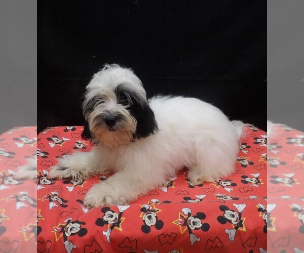 Medium Photo #1 Shih-Poo Puppy For Sale in PATERSON, NJ, USA