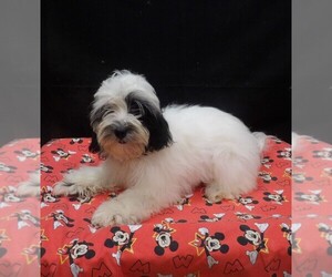 Shih-Poo Puppy for sale in PATERSON, NJ, USA