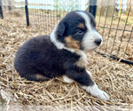 Puppy Meshi Australian Shepherd