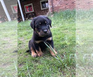 Labrottie-Rottweiler Mix Puppy for Sale in SHARON, New Hampshire USA