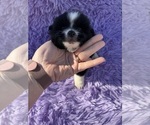 Puppy Puppy 4 Pomeranian