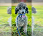 Small #1 Poodle (Toy)