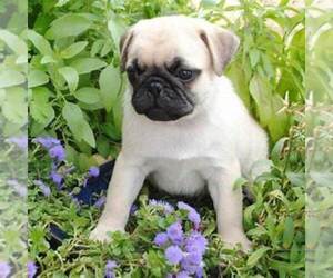 Pug Puppy for sale in HAMMOND, IN, USA