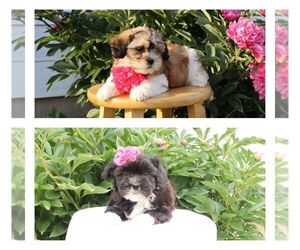 Zuchon Litter for sale in THORP, WI, USA