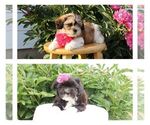 Image preview for Ad Listing. Nickname: Litter of 2