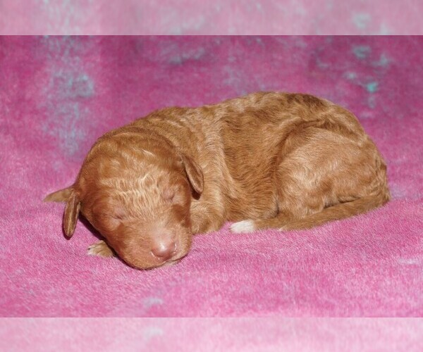 Medium Photo #1 Labradoodle Puppy For Sale in LA HABRA, CA, USA