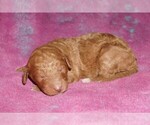 Image preview for Ad Listing. Nickname: apricot boy
