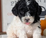 Small #9 Poodle (Miniature)
