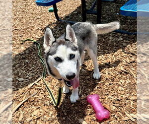 Siberian Husky Dogs for adoption in Waterford, VA, USA