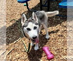 Small Siberian Husky