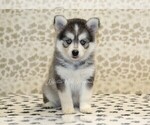 Small Photo #1 Pomsky Puppy For Sale in DENVER, PA, USA