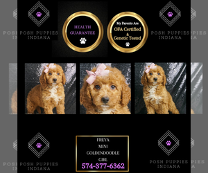 Goldendoodle (Miniature) Puppy for sale in WARSAW, IN, USA