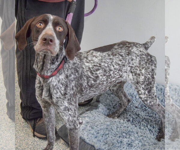 Medium Photo #2 German Shorthaired Pointer Puppy For Sale in Huntley, IL, USA