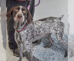 Small #1 German Shorthaired Pointer