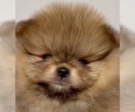 Small #1 Pomeranian