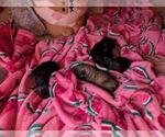 Small Photo #3 Schnauzer (Miniature) Puppy For Sale in LEHIGH ACRES, FL, USA