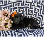 Small Photo #4 Borador-Labrador Retriever Mix Puppy For Sale in OXFORD, PA, USA