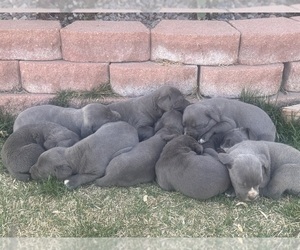 Cane Corso Litter for sale in DENVER, CO, USA