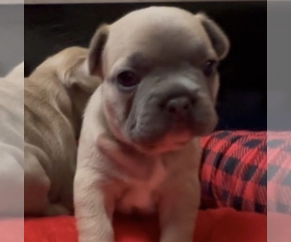 Medium Photo #8 French Bulldog Puppy For Sale in WEXFORD, PA, USA