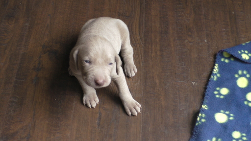 Medium Photo #1 Weimaraner Puppy For Sale in LEWISTOWN, IL, USA
