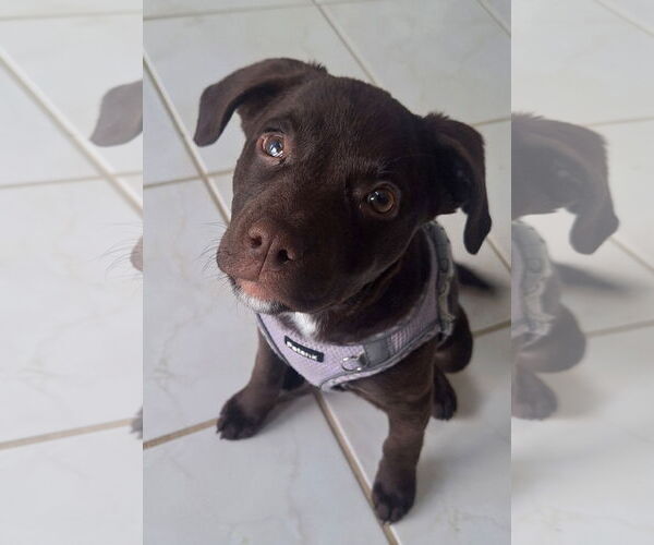 Medium Photo #1 Mutt Puppy For Sale in Tarrytown, GA, USA