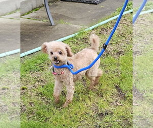 Teddy from Korea - Male Poodle (Toy) Dog for Adoption - Photo #5