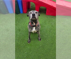 Mutt Dogs for adoption in Elmsford, NY, USA