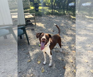 Trevor - Male Pointer-Unknown Mix Dog for Adoption - Photo #2