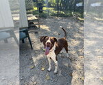 Small Photo #2 Pointer-Unknown Mix Puppy For Sale in Elmsford, NY, USA