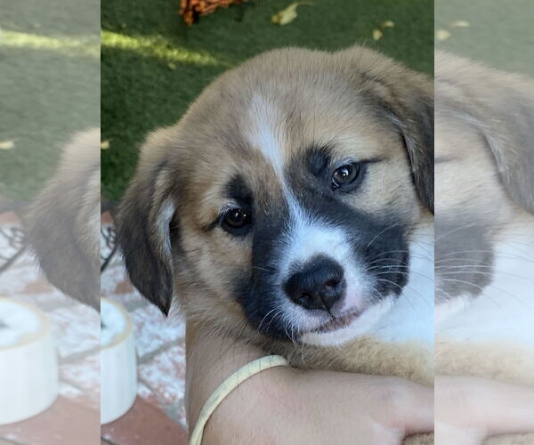 Medium Photo #3 Mutt Puppy For Sale in San Diego, CA, USA