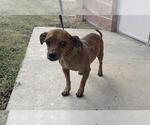 Small #2 Dachshund Mix
