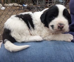 Newfoundland-Saint Bernard Mix Puppy for sale in COLVILLE, WA, USA