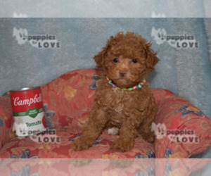 Poodle (Toy) Puppy for sale in SANGER, TX, USA