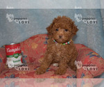 Image preview for Ad Listing. Nickname: AKC TINY HAZEL