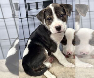 Labrador Retriever-Unknown Mix Dogs for adoption in Jefferson, NJ, USA